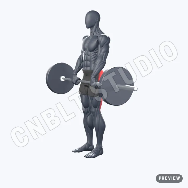 Barbell Deadlift — CNBLT Studio exercise animation